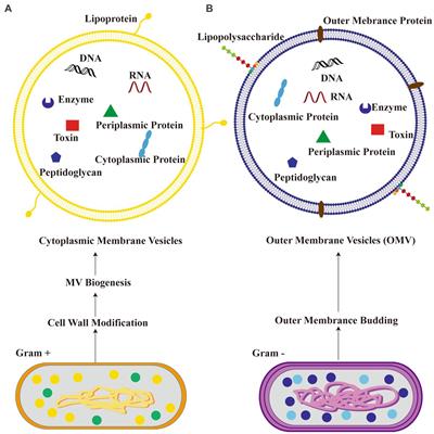 The emerging roles of microbiota-derived extracellular vesicles in psychiatric disorders